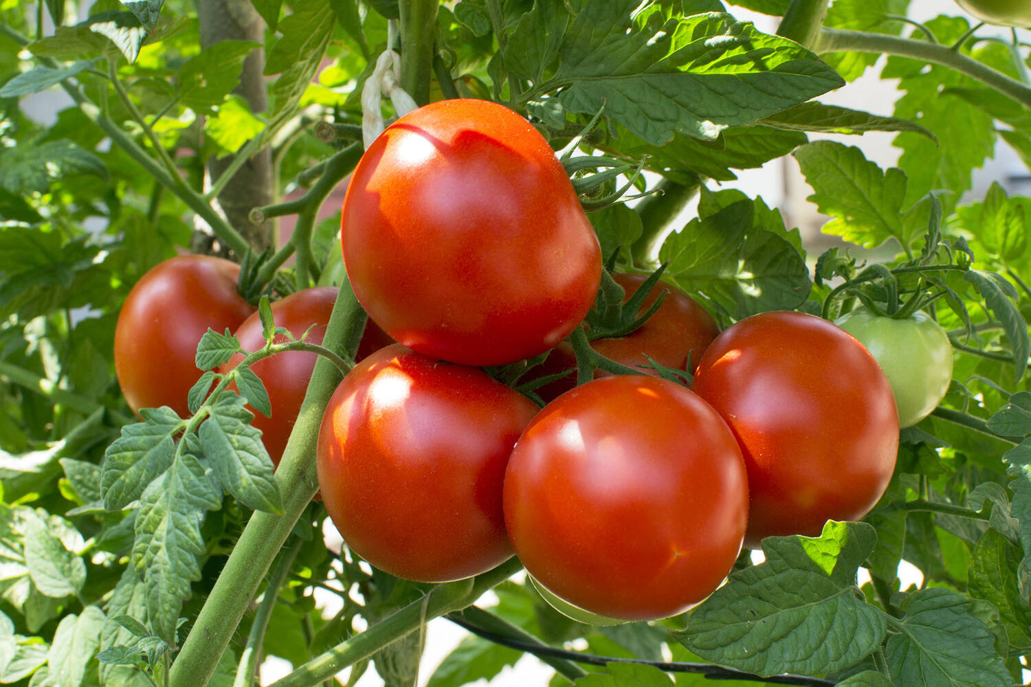 Trostomaten verpakt 750gr stuk 3
